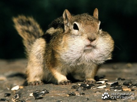 ���������� ���������� ���� ������� ����� ������� :) (8 ����)