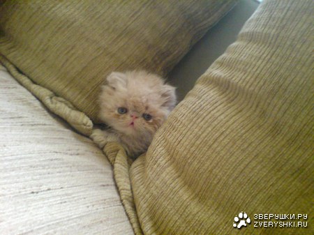 ��� �����? :)