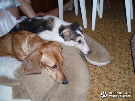 ������� �������� :)