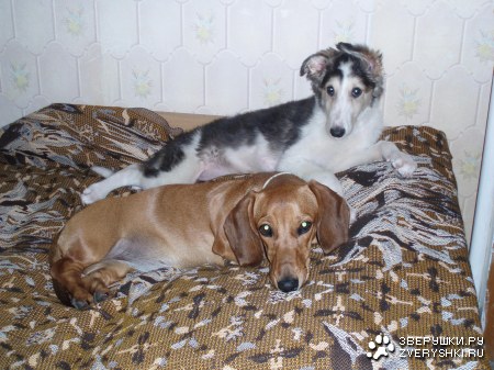 ������� �������� :)