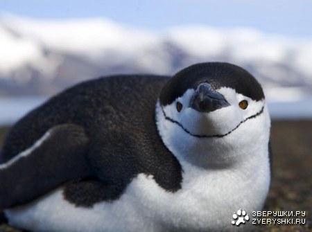 �������� ������ ���������� :) (9 ����)