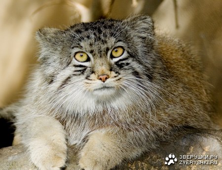 ������ ����� :) (7 ����)