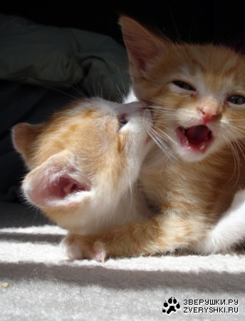 � ���� �� ��� ������! :)