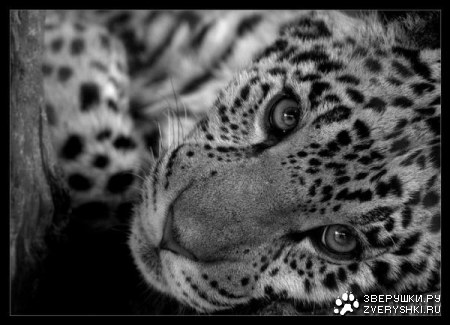 ������������ ������...