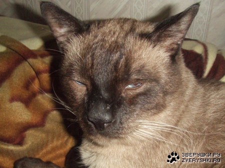 ������ :) (5 ����)