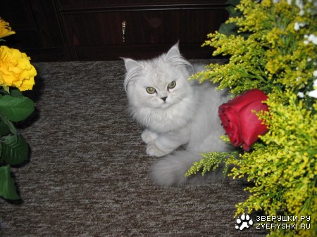 ������ ��������� :)