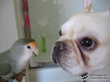 ��� � ������������� :)