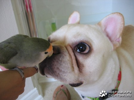 ��� � ������������� :)