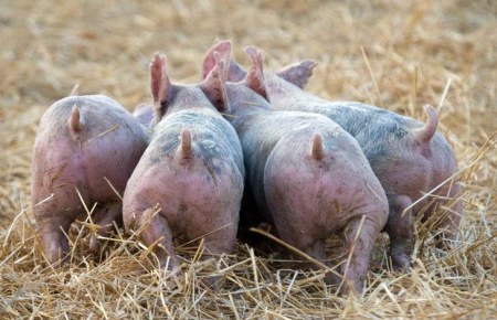 ������ �� ���������� :)