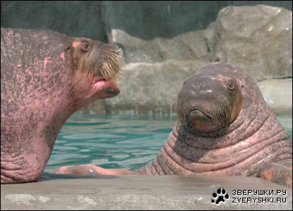 ���������� �� ����������� �������� (7 ����)