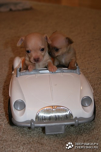 �� ���, �������, �������? :)