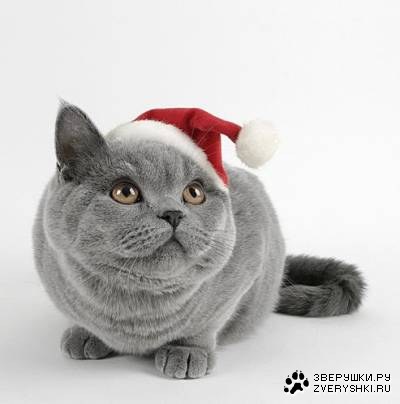 ���������� ������ (7 ����������)