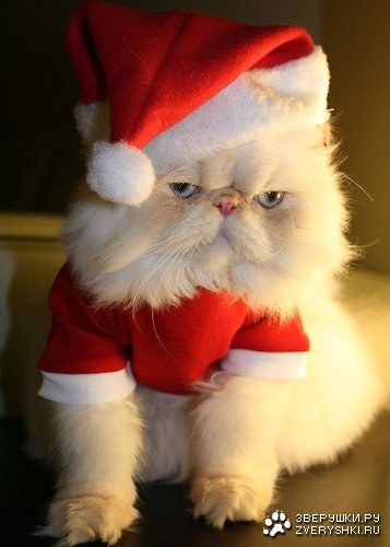 ���������� ������ (7 ����������)