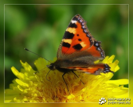 ��������� ��� ������! :)