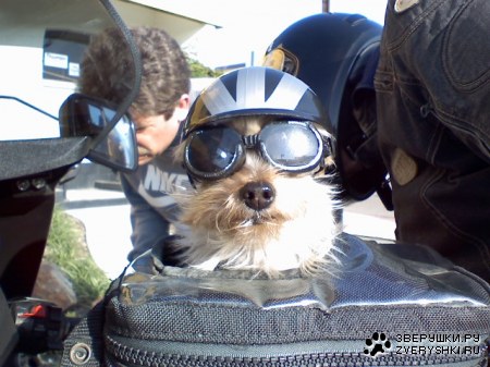 ������������ �������� :)