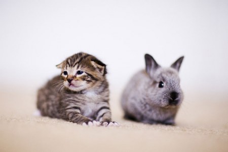 ������������ ������ ������ ������ (10 ����������)