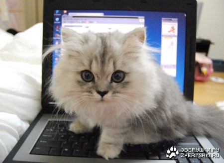 ���� �� ���� ������... :)