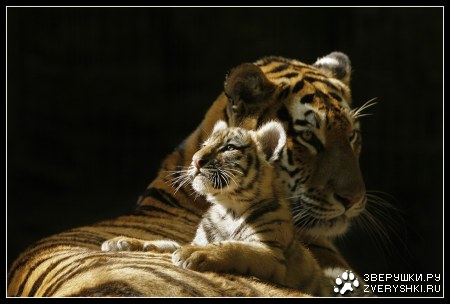 ���� � ����� :)