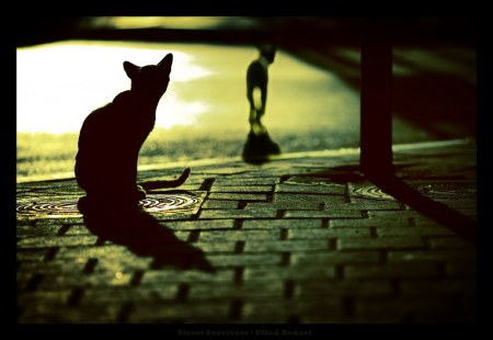 ������� ������ �� Gilad Benari (8 ����������)