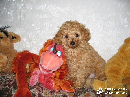 ����������� ������ :)