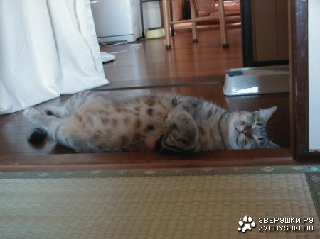 ������� �������� :)