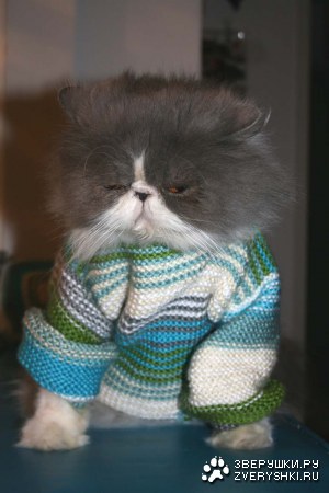 ���� ��� :)