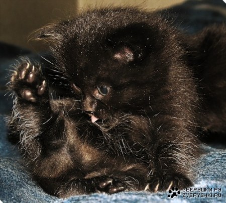 ������� ������� (3 ����������)