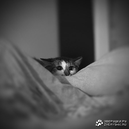 ��� �����? ;)