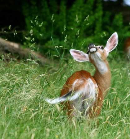 ������� �������� :)