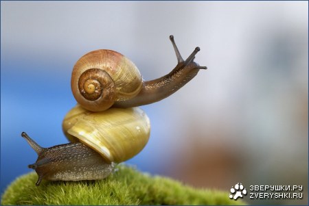 ���������? :)