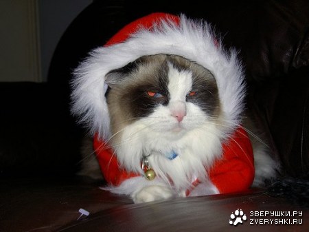 ���������� ������ (7 ����������)