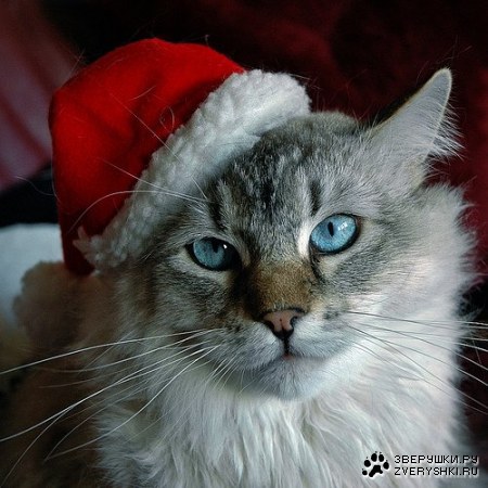 ���������� ������ (7 ����������)