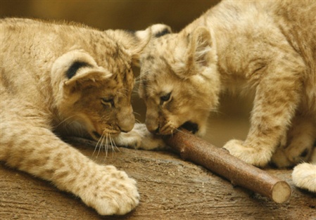 ������ �������