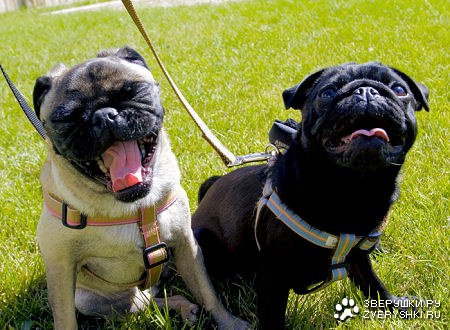 ��� �������!