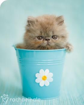 �������� �������� �� Rachael Hale (15 ����������)