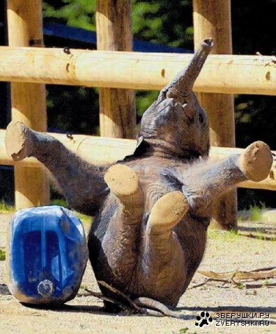 Слоник падает ;)