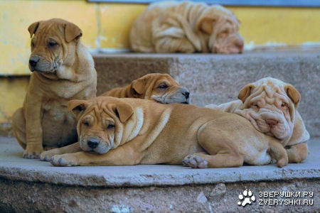 �������������� ������!