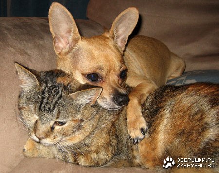 Ты мой друг :)