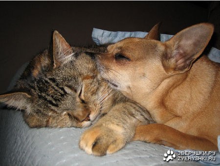 Ты мой друг :)