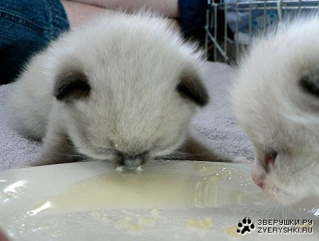 Вкусняшка :)