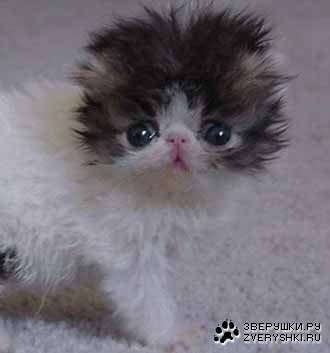 ������� - ������ �������� :)