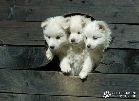 ���������� ������ :)