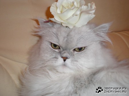 ����� ���� :)