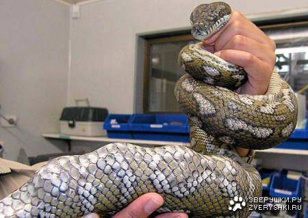 ����� � ������ ��� ������