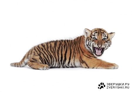 ���������� �������� �� Andrew Zuckerman (9 ����)