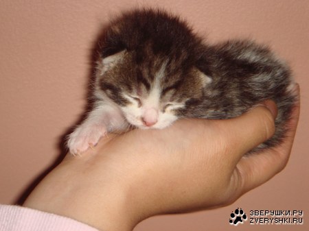 ������ �� ������� :)