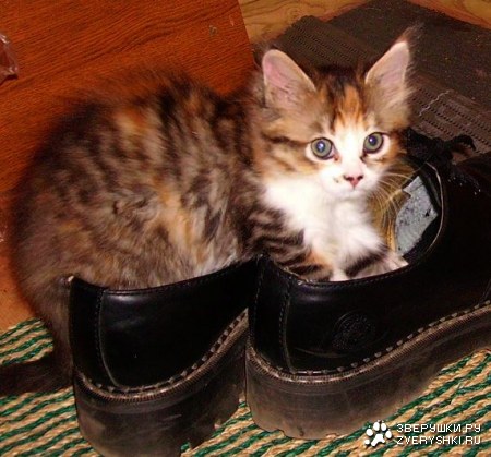 ��� ����-���� � ����� ����� :)