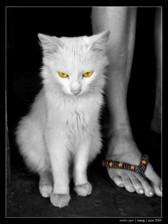 ������������ ���������� Isac Goulart (6 ����)