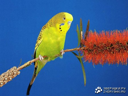 �������� ���������� ;)