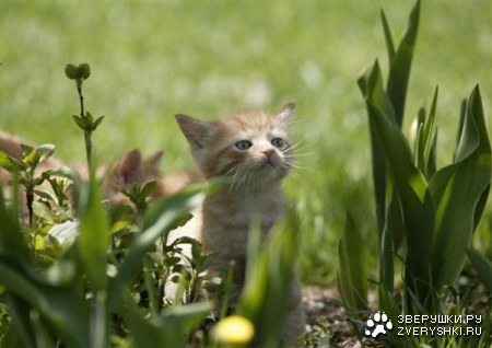 �������� ��� ���! :)